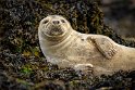 025 Farne eilanden, zeehond